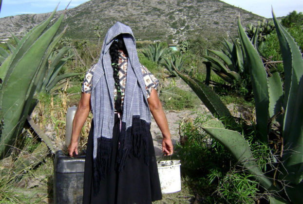 Miel de maguey: an ancient Mexican sweetener brings hope