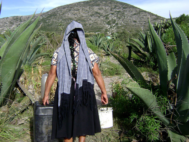 Miel de maguey: an ancient Mexican sweetener brings hope