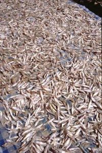 Thousands of endemic, sardine-like charal dry in the sun. The charal will either be deep fried or sundried and serves as an appetizer, with fresh lime segments and chilie-sauce.