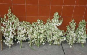 Also called the flor de novia, the flor de izote is the blossom of the Joshua tree. The white petals are often boiled then sautéed for use in traditional Veracruz recipes. © Karen Hursh Graber, 2014