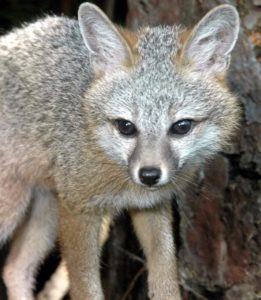 Grey foxes, possums, raccoons, jaguarondis, ringtails and even pumas roam these woods. The Primavera Forest Animal Guide is invaluable for hikers. © John Pint, 2014
