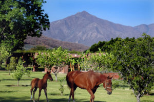 Two escaped horses wander across one of the wide meadows of Hacienda El Carmen in Jallisco, Mexico. Ameca Mountain can be seen in the distance. © John Pint, 2011