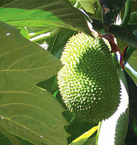 This is the fruit of Mutiny on the Bounty fame, which Captain Bligh thought would be appropriate food for the slaves. Caribbean cookbooks carry recipes that call for breadfruit today. The tree is equally at home in tropical Mexico. © Linda Abbott Trapp 2008