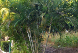 The butterfly palm has many slender trunks and multiple crowns. Here, it is seen along a roadway near Puerto Vallarta, Mexico. © Linda Abbott Trapp 2008