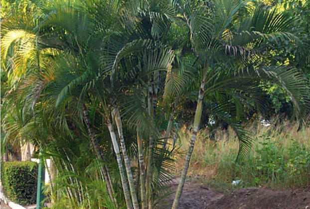 The butterfly palm has many slender trunks and multiple crowns. Here, it is seen along a roadway near Puerto Vallarta, Mexico. © Linda Abbott Trapp 2008