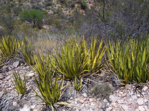 Lechuguilla has long been used in Mexico to make scouring pads and other fibrous products. It's common in the Chihuahuan Desert Region of the state.