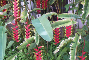 Photographed in Mexico, the fishpole heliconia has bract clusters that dangle. © Linda Abbott Trapp 2008