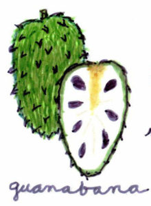 The guanábana, a native of Mexico and Central America, has a leathery green skin covered with soft spines. — La guanábana es nativa de México y Centroamérica, y tiene una piel verde cubierta de espinas suaves.