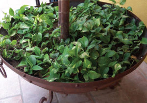 Variegated pothos thrives in an indoor planter in this Puerto Vallarta home. © Linda Abbott Trapp, 2009