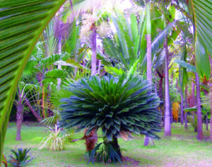 A common sight in Mexico, the sago palm is the most common cycad in cultivation in the world. © Linda Abbott Trapp 2007