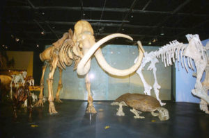 A replica of a mammoth skeleton stands on display at the Museum of the Desert.