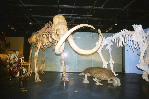 A replica of a mammoth skeleton stands on display at the Museum of the Desert.
