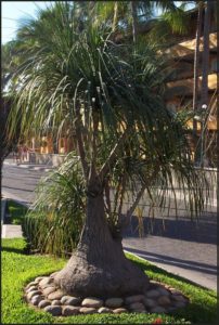 In tropical Mexico, the ponytail palm can grow to 30 feet in height and stores water in its bulb-shaped base. © Linda Abbott Trapp 2007