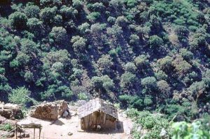 In summer, the Tarahumara Indians of Mexico live high in the mountains in caves or one-room cabins of roughly hewn logs. In winter, they move down into the canyon where the weather is milder. © Geri Anderson 2001.