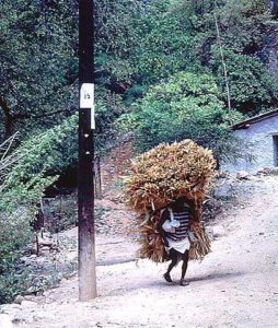 Under this bundle of corn stalks is a diminutive Tarahumara man who has walked for 12 hours, carrying his produce to town where he'll exchange it for perhaps some sugar and other necessities. © Geri Anderson 2001.