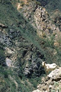 Mountain goats inhabit the rugged terrain of Mexico's splendid Copepr Canyon. © Geri Anderson 2001.