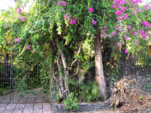 Bougainvillea climbs a stone wall in Catemaco, Veracruz. © William B. Kaliher, 2010