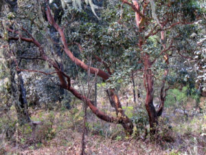 Virgin forest in the Sierra Norte of Oaxaca © Alvin Starkman, 2011