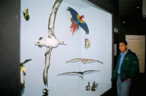 Romeo Tinajero, engineer at the Museum of the Birds, talks about the albatross put on display late last year.