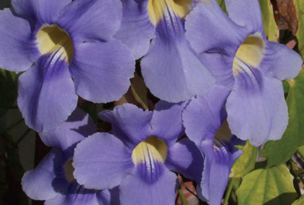 With its beautiful blossoms, thunbergia is also known as blue sky flower, glory vine, blue trumpet vine and clockvine. It flourishes in the author's Puerto Vallarta home. © Linda Abbott Trapp 2008