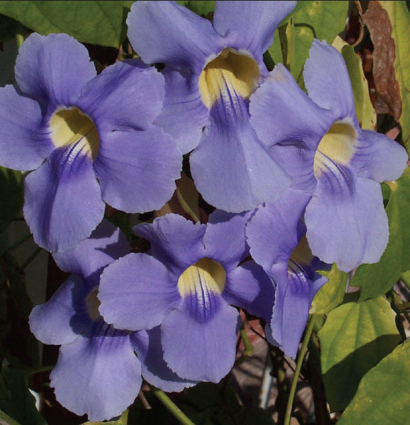 With its beautiful blossoms, thunbergia is also known as blue sky flower, glory vine, blue trumpet vine and clockvine. It flourishes in the author's Puerto Vallarta home. © Linda Abbott Trapp 2008