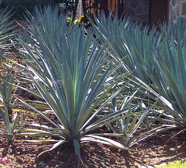 <p>Weber blue agave is used in tequila, Mexico's gift to the world. © Linda Abbott Trapp 2008</p>
