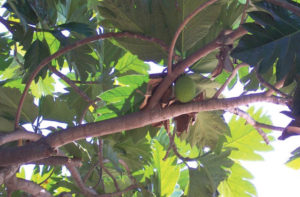 The large, beautiful, deeply-lobed leaves make the breadfruit tree a desirable landscape specimen. It is a good shade tree in Mexico and elsewhere. © Linda Abbott Trapp 2008