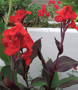 Canna lilies add a tropical look to the Mexican garden with their large dark leaves and bright flowers. © Linda Abbott Trapp 2008