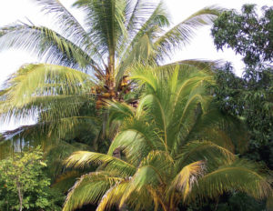 The 60-foot coconut palm is gracefully ornamental, providing modest shade. It flourishes in Mexico, and its leaves and edible fruit are widely used. © Linda Abbott Trapp 2008