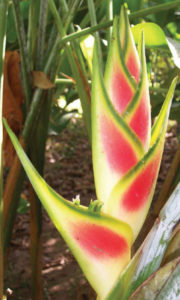 Heliconia's tiny flowers are hidden inside dazzling colored bracts in green, yellow, pink, red, and orange, often combined. The plant thrives in Mexico's tropical climate. © Linda Abbott Trapp 2008