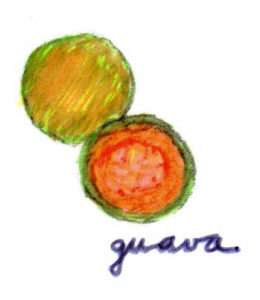 The guava's thin yellow skin contains flesh that varies in color from white to pink. Because of its high pectin content, it is a favorite for making jams, jellies and marmalades. — La delgada piel amarilla de la guayaba contiene una pulpa que varía en color de blanco a rosa. Por su alto contenido de pectina, la guayaba es un favorito para hacer mermeladas, jaleas y conservas.