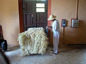A bale of dried henequin fibre, ready for shipment. © John McClelland, 2007