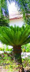 The sago palm is easy to grow, as it adapts to a wide range of temperature and humidity conditions. These specimens grace a garden in Mexico. © Linda Abbott Trapp 2007