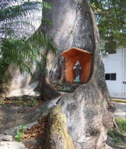 A ceiba tree with a shrine, on the malecón in Catemaco