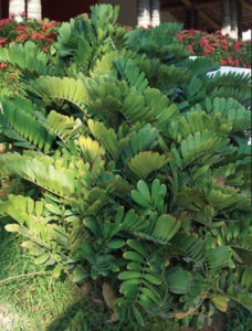 Zamia maritima is also known as the Cardboard Palm. A landscape specimen in Mexico, this is an attractive plant for large containers in public spaces, balconies and patios. © Linda Abbott Trapp 2007