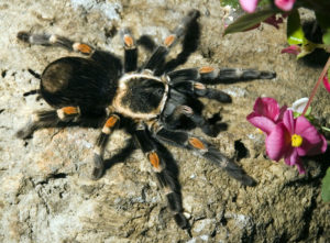 The Mexican flame knee tarantula (Brachypelma auratum) is found in the states of Michoacan and Guerrero. © John Pint, 2011