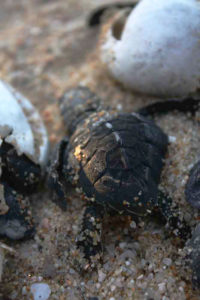 As the baby sea turtle emerges from its egg, it is ready to find its home in the ocean. © Mariah Baumgartle, 2012
