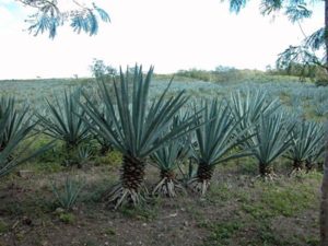 Henequen grows in orderly rows beneath the hot Mexican sun. Yucatan's economy relied heavily on the crop. © John McClelland, 2007