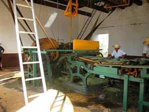 Hacienda workers arrange henequen leaves prior to processing. © John McClelland, 2007