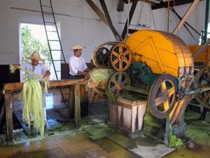 Henequen fibre emerging from the mechanical extractor. © John McClelland, 2007