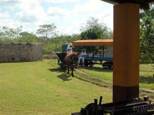 A horse pulls a small gauge rail car on this henequen hacienda in Yucatan. © John McClelland, 2007