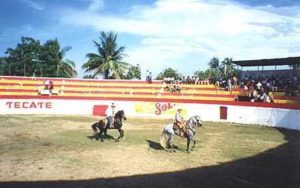 Horses dancing in the Ring