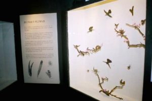 Signs and illustrations next to bird displays at the Museum of the Birds explain such varied topics as beaks, nesting and evolution.