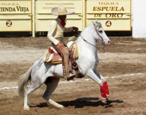 A charro performs la cala de caballo. © Dale Hoyt Palfrey 2007