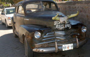 This sturdy Sonoran toro rests on the shady side of an Alamos street. © Gerry Soroka, 2009