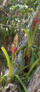 Bromeliad flowers appear at maturity and are seasonal by species. These specimens were photographed in Mexico. © Linda Abbott Trapp 2008