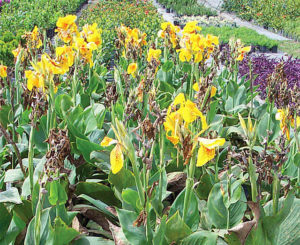 The calla lily produces clear pure bright colors in a wide range, as well as speckled and mottled designs. This plant nursery in Mexico offers a variety of landscape plants. © Linda Abbott Trapp 2008