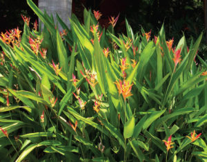 Heliconia is a spectacularly beautiful group of plants from the tropical family, which includes bananas, the travelers' palm, cannas, and bird of paradise. © Linda Abbott Trapp 2008