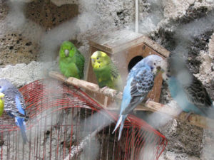Martha's Australian parakeets provide a large amount of the feathers for her arte plumaria.
