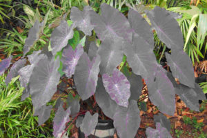 For drama, the deep blue-purple varieties of caladium, grown exclusively for their ornamental leaves, will complement the blue-flowering plants beautifully throughout the Mexico garden. © Linda Abbott Trapp 2007